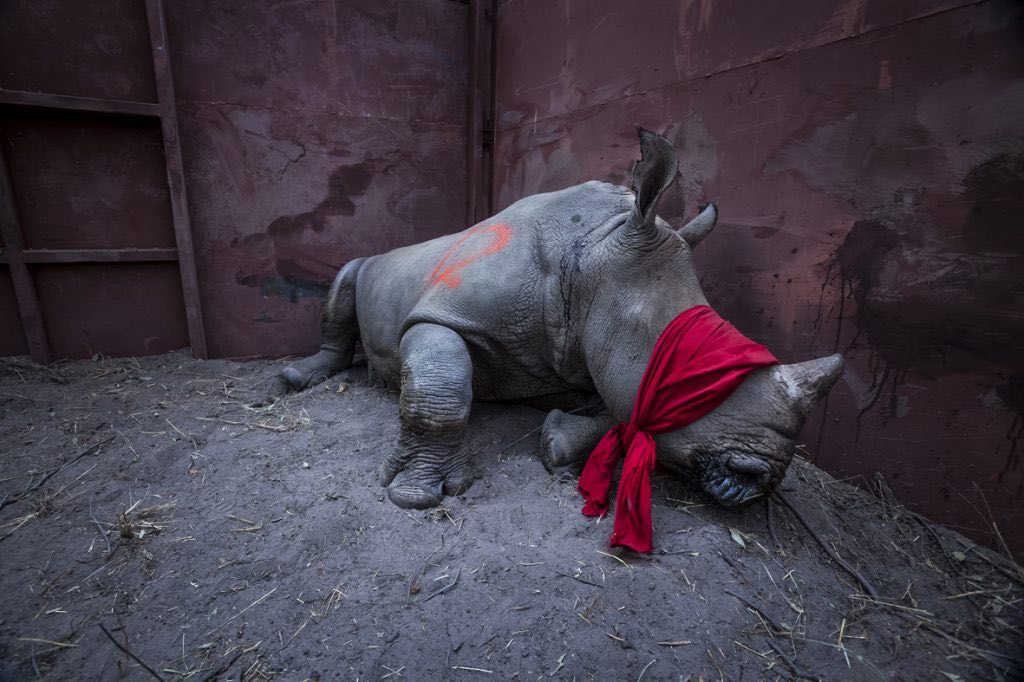 A young white rhino (Ceratotherium simum) waits in a boma, blindfolded and partially drugged after a long journey from South Africa, before being released into the wild in Botswana as part of efforts to rebuild Botswana's lost rhino populations. 21 September 2017. The southern white rhinoceros is classified as near threatened by the IUCN. Rhinos are killed by poachers for their horns, which are traficked and sold illegally in China and Vietnam, where it is believed - wrongly - that the horn has medicinal properties. For ten years now, poachers have been killing an average of three rhinos every day in South Africa alone. Botswana is saving rhinos from poaching hotspots in South Africa and re-establishing its own populations of rhinos having lost all of its rhinos by 1992.