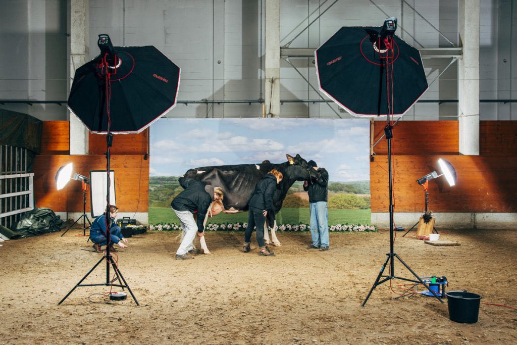 A photographer and his assistants setting up a Holstein cow for a professional photoshooting during the 44th “Schau der Besten” event (exhibition of the best), the most important breeders competition in Germany. Verden, 02/2017