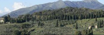 Gli olandesi Van Ogtrop comprano la Tenuta di Forci a Lucca