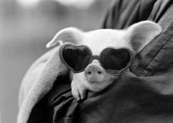 DAVID McENERY – Smiling PIGS
