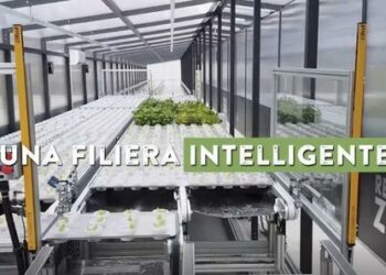 Round da 5 mln euro per la coltivazione aeroponica di Agricooltur. Lo guida Sinergia Venture Fund