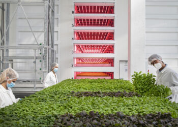 La società di vertical farming milanese Agricola Moderna incassa un prestito di 10 mln da Intesa Sanpaolo con Garanzia Green di SACE