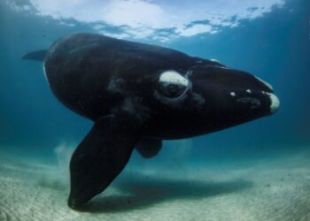 La mostra “Wildlife Photographer of the Year” a Milano grazie a TMP Group