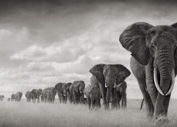 Riflettori puntati sull’attivismo ambientale Asta di maestri della fotografia