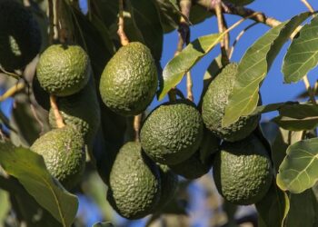 Il fondo IDeA Agro (DeA Capital Alternative Funds) stringe partnership con SPO Zentrum e Jingold per nuovo impianto di avocado in Sicilia