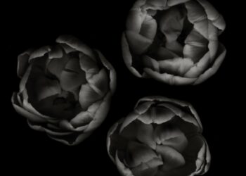Dal 27 settembre in mostra a Milano “Res Naturae” del fotografo Andrea Martiradonna
