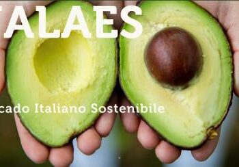 Fidim spa, holding dei fratelli Rovati, investe nell’aumento di capitale da 5 mln euro di Società Agricola Halaesa (avocado biologico)