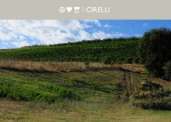 Tenuta Ulisse (White Bridge Investiments II) rileva Cirelli Wines, specializzata in vini biologici