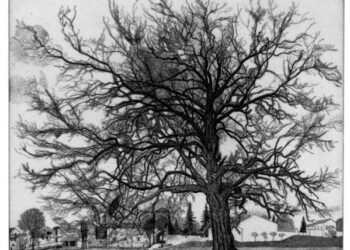 Nella grande aia della Cascina Merlata SpazioVivo di UpTown a Milano va in scena fino al 30 novembre la mostra “Federica Galli, la Signora degli Alberi”