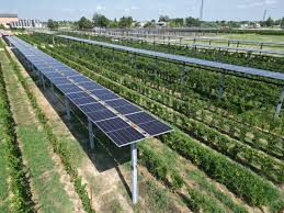 La veronese EN.IT incassa finanziamento da 20 mln euro da BPCE Energeco per lo sviluppo di 3 impianti agrivoltaici nel centro-sud Italia