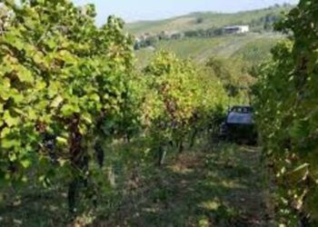 Tenuta del Pizzolo Società Agricola srl, la proprietà passa alle famiglie Cavagna di Gualdena e Piccinelli