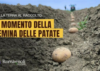 Romagnoli F.lli e DVF Group creano una business unit congiunta per integrare la filiera delle patate